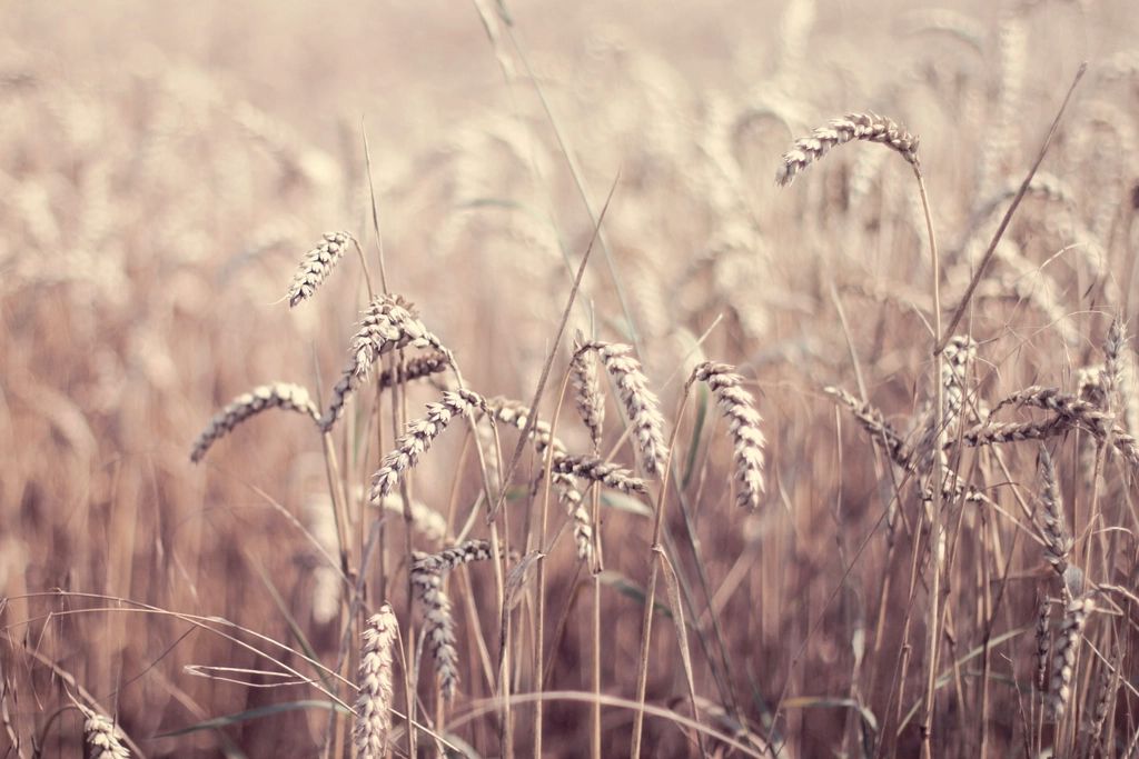 Spighe di grano maturo.